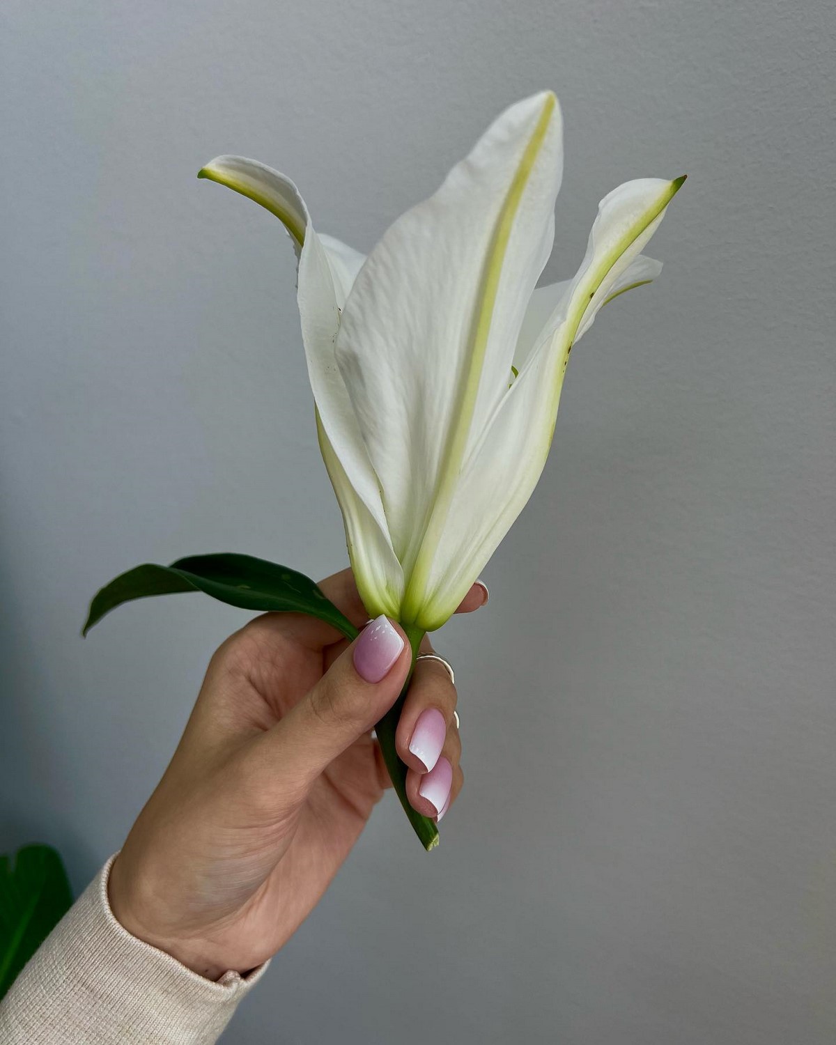 Молочний манікюр на короткі нігті весни 2026: ніжні ідеї